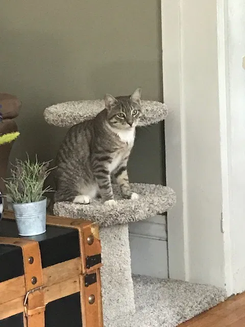 Lost cat in Camillus, NY, 13031