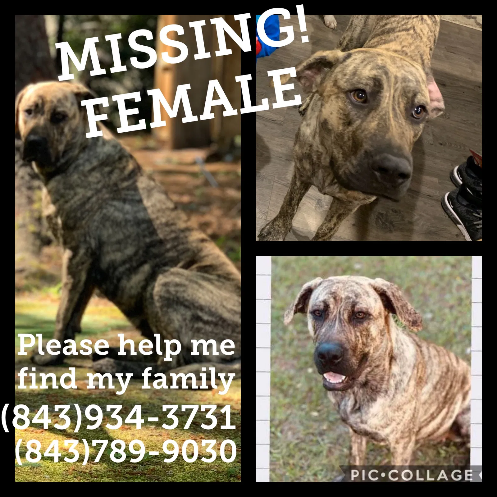Lost dog in Unknown, SC, 29486