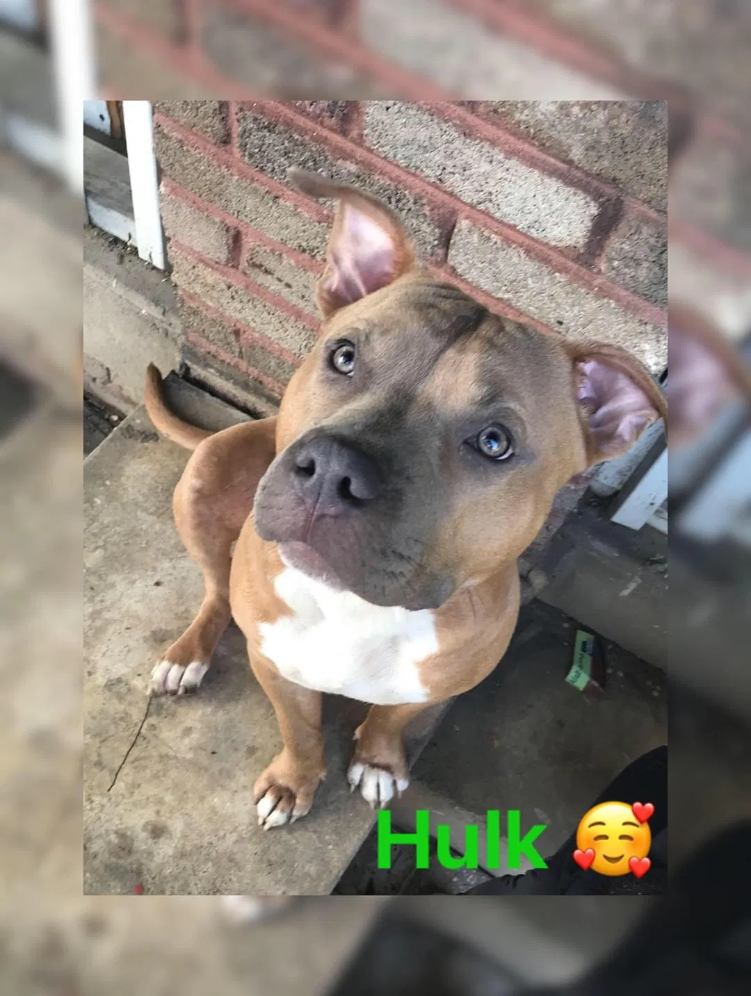 Lost dog in Fairfield, AL, 35064