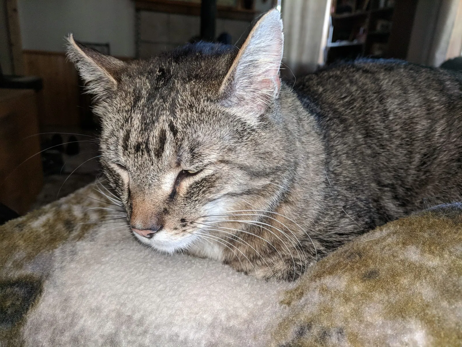 Lost cat in Belgrade, MT, 59714