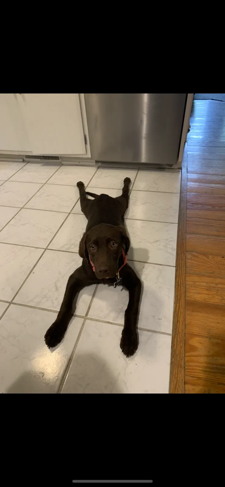 Lost dog in Rogersville, MO, 65742