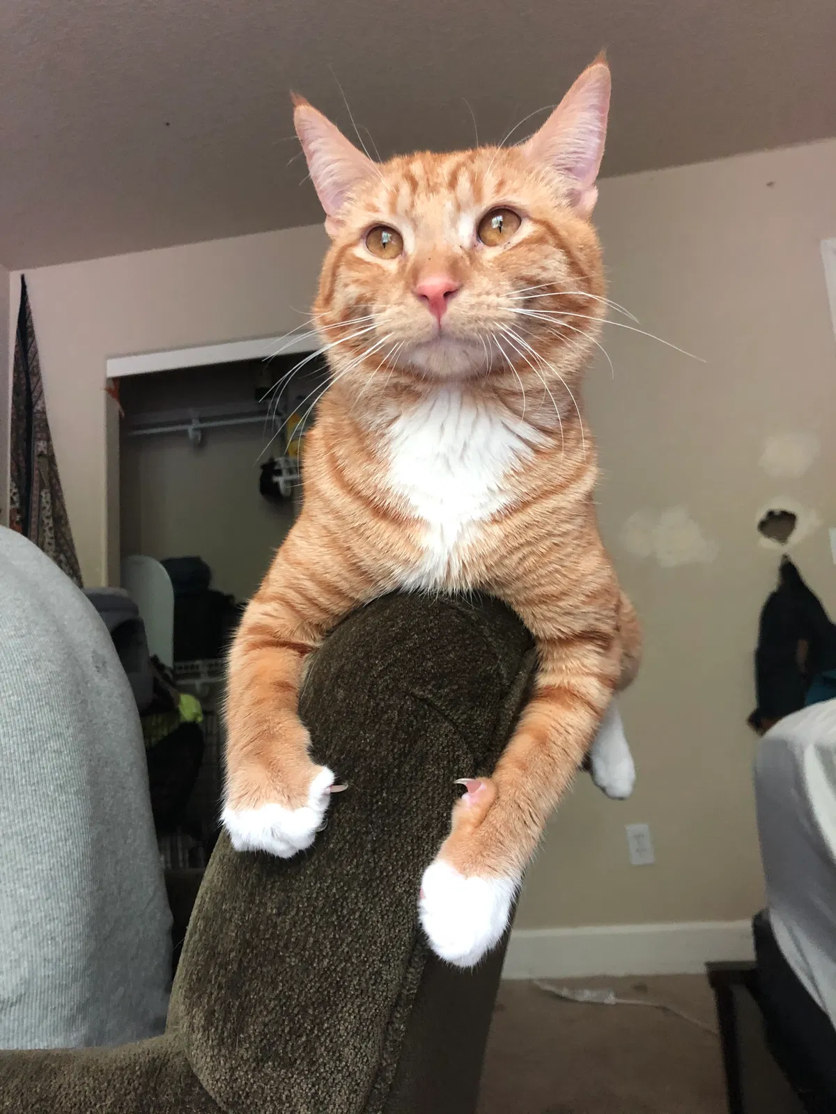 Missing Cat