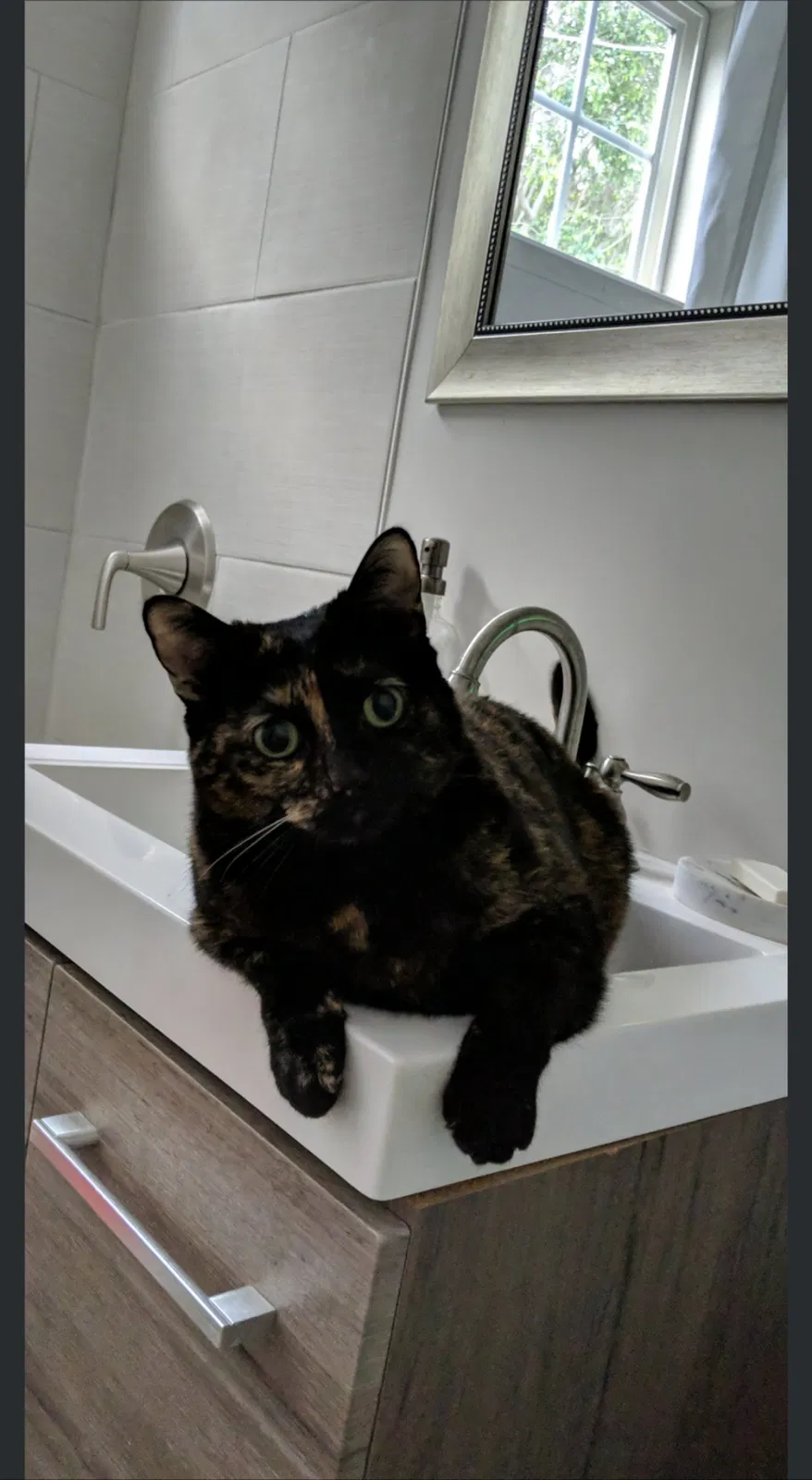 Lost cat in La Mesa, CA, 91941