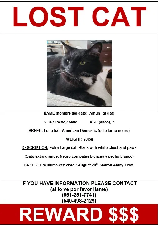 Lost cat in Charlotte, NC, 28212