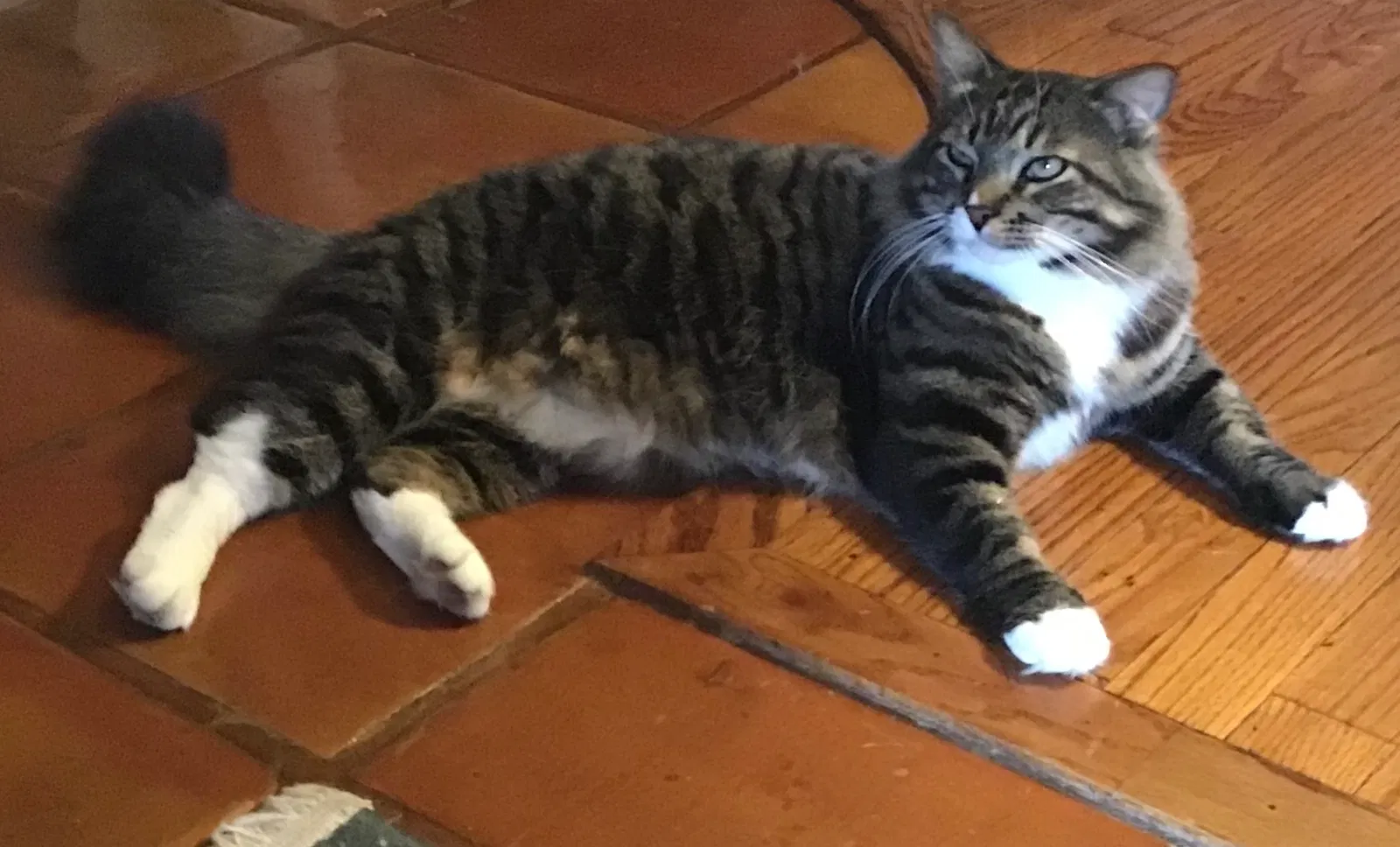 Lost cat in New Iberia, LA, 70563