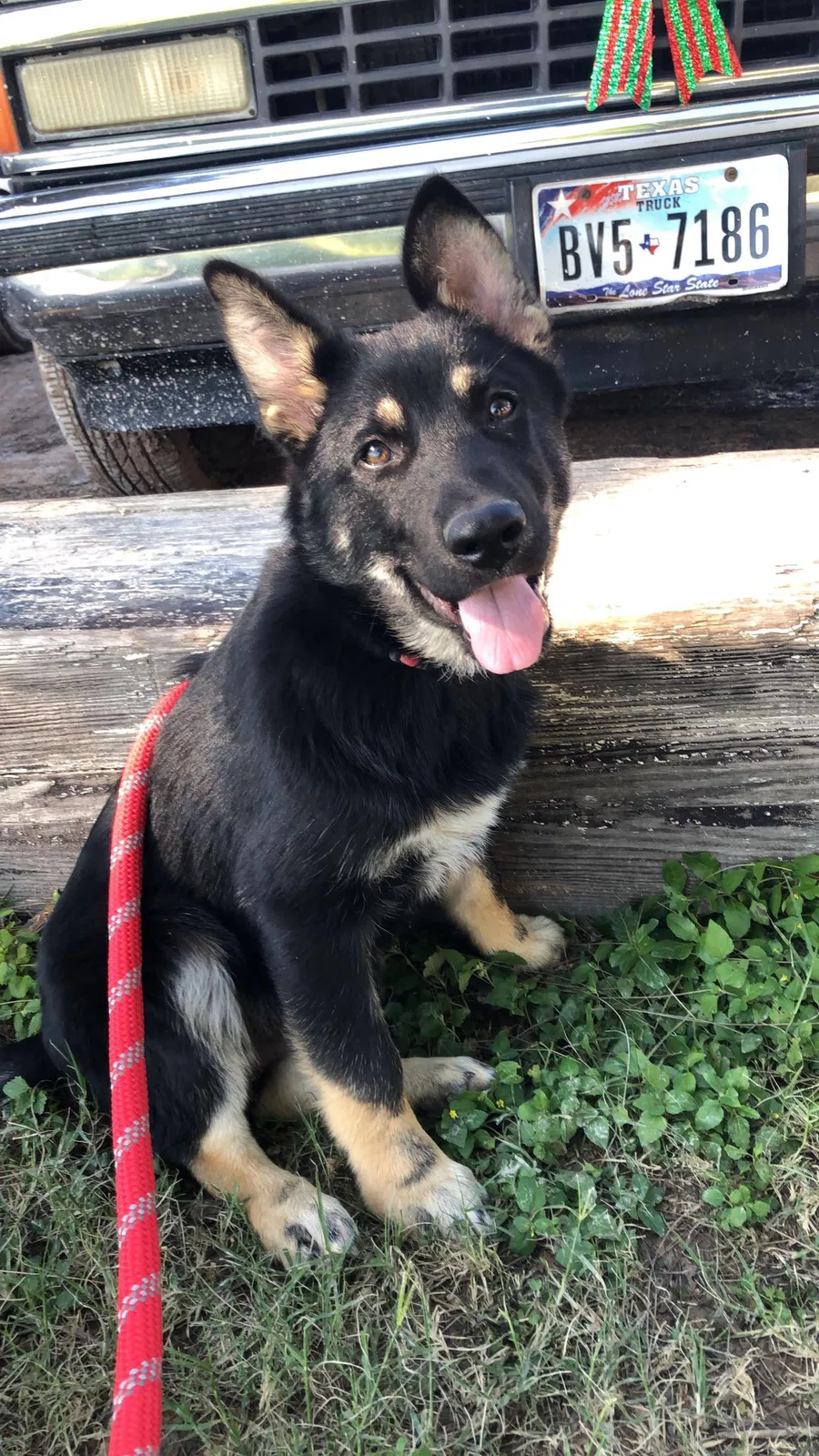 Lost dog in Weslaco, TX, 78599