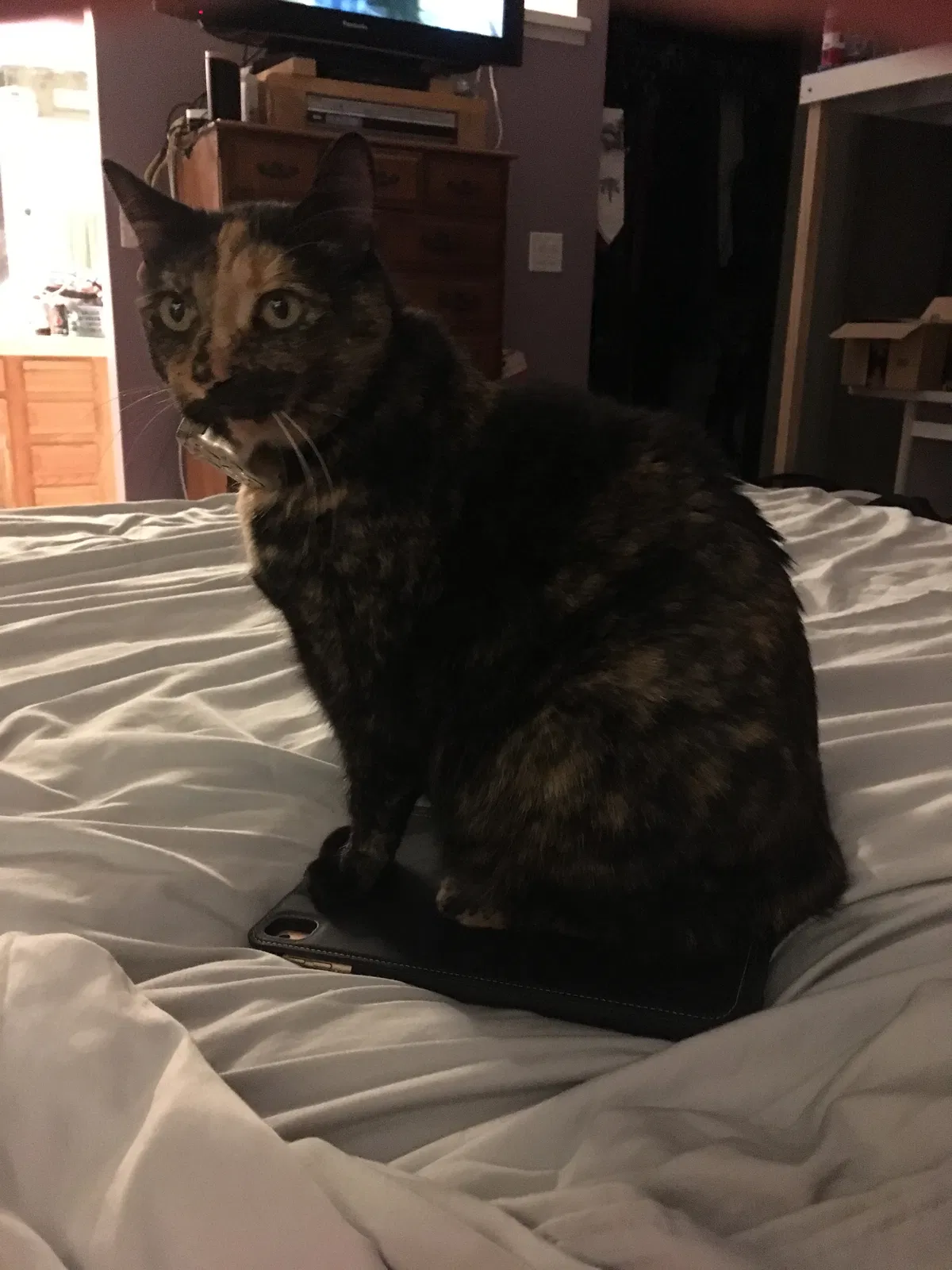 Lost cat in Carlsbad, CA, 92010