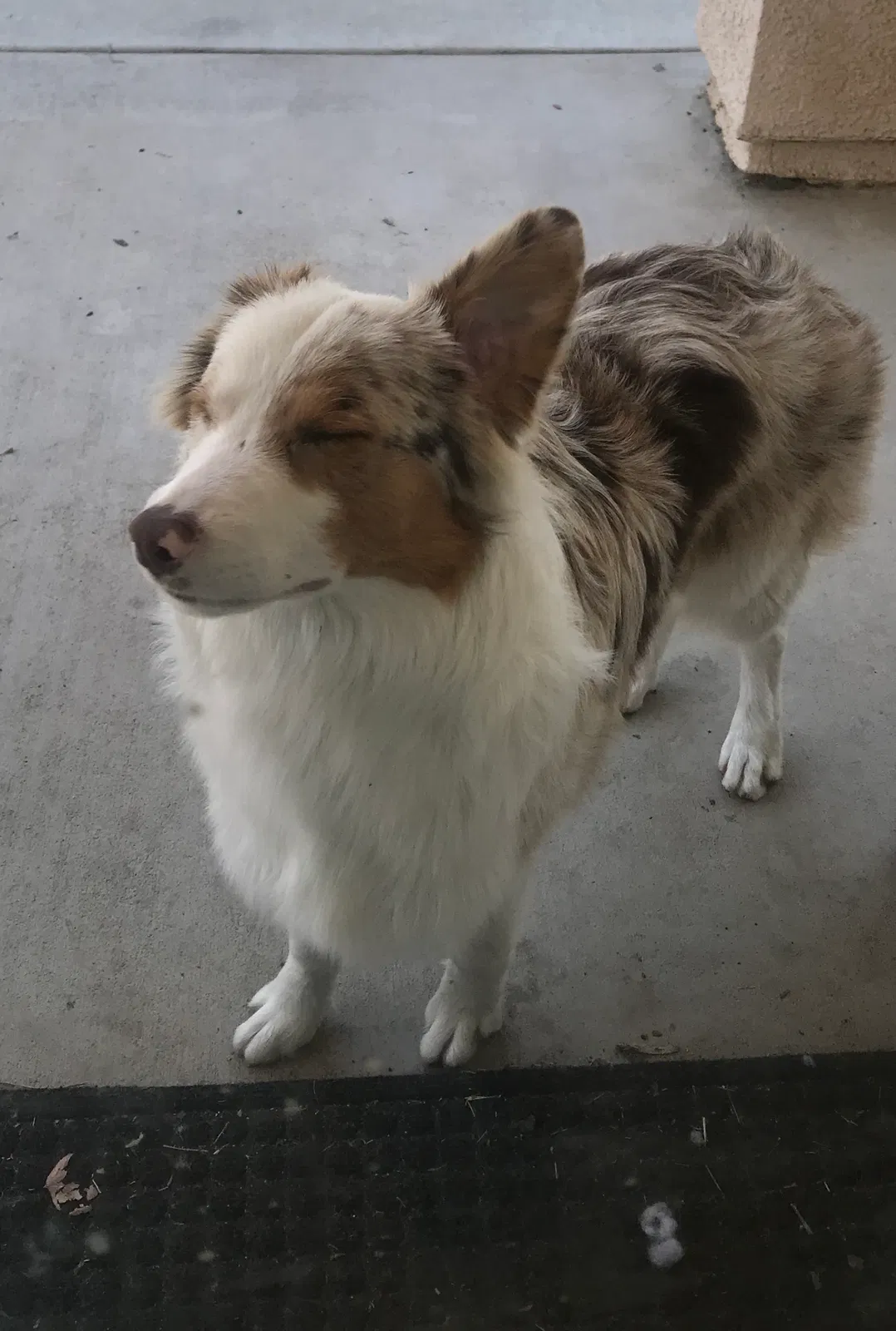 Lost dog in Fresno, CA, 93722