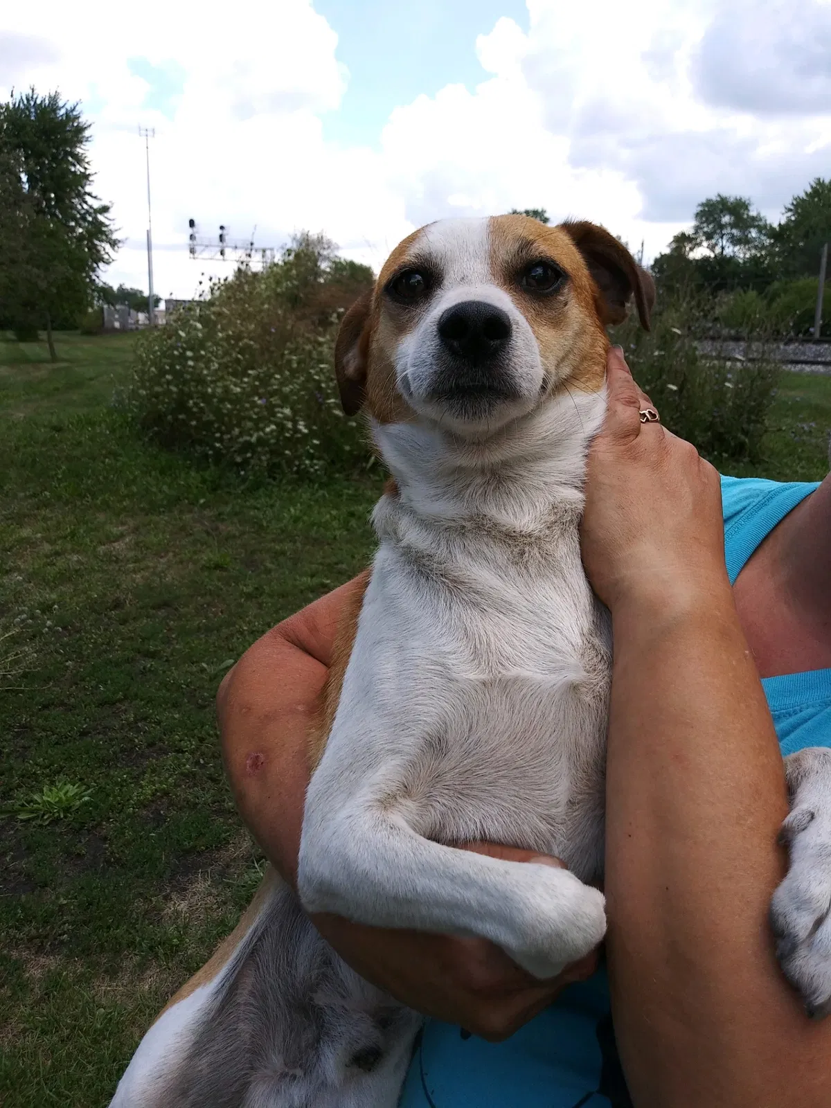 Lost dog in Howell, MI, 48843