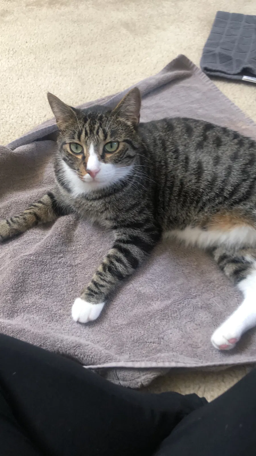 Lost cat in San Diego, CA, 92123
