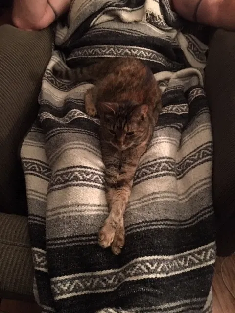 Lost cat in Howell, NJ, 7731