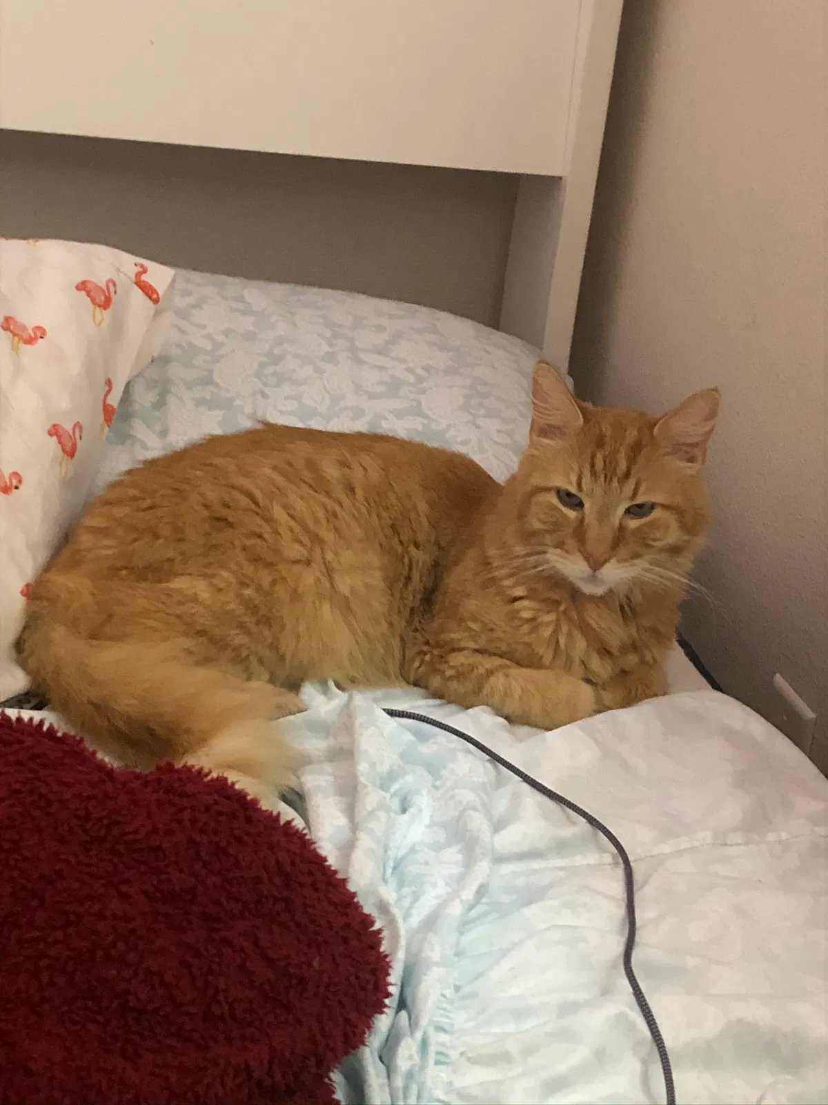 Lost cat in Clovis, CA, 93611
