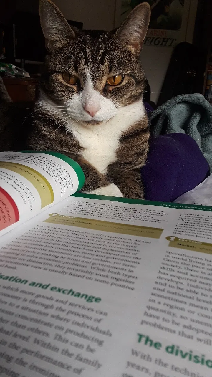 Lost cat in Saint Petersburg, FL, 33714