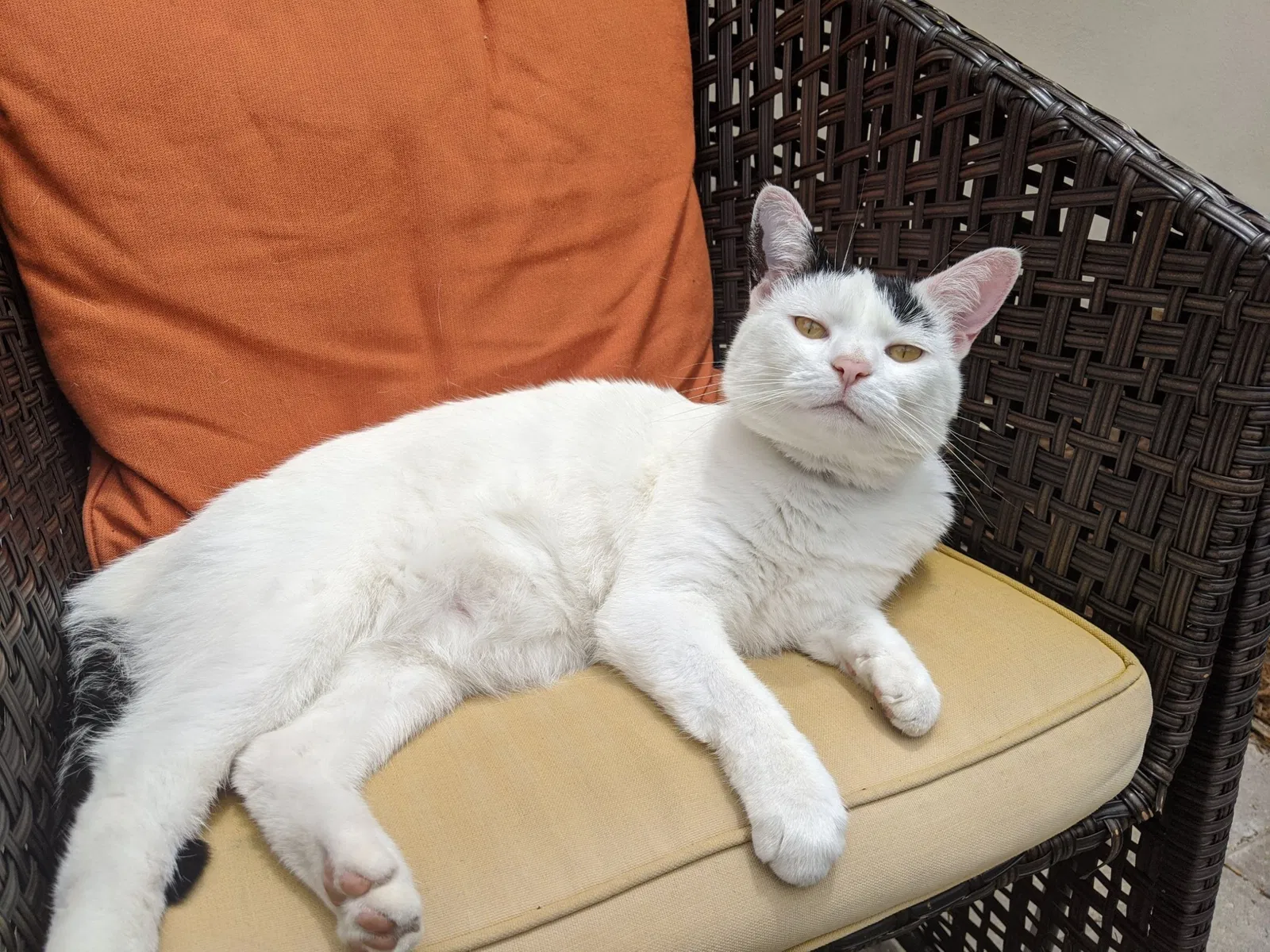 Lost cat in San Diego, CA, 92109