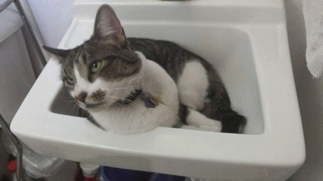 Lost cat in Provo, UT, 84606