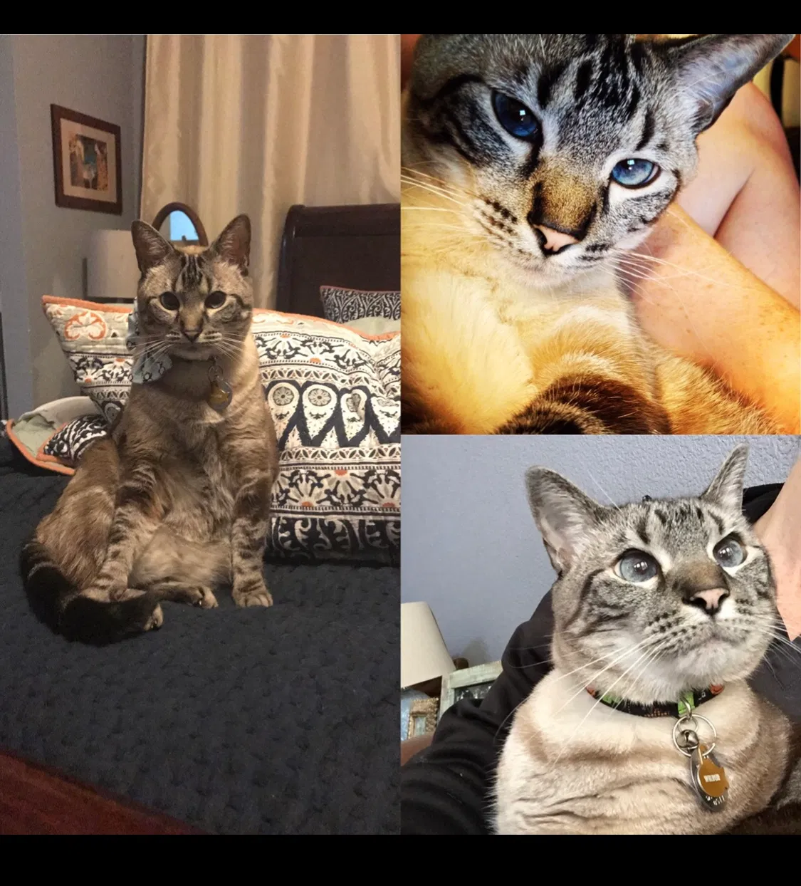 Lost cat in Perry, GA, 31069