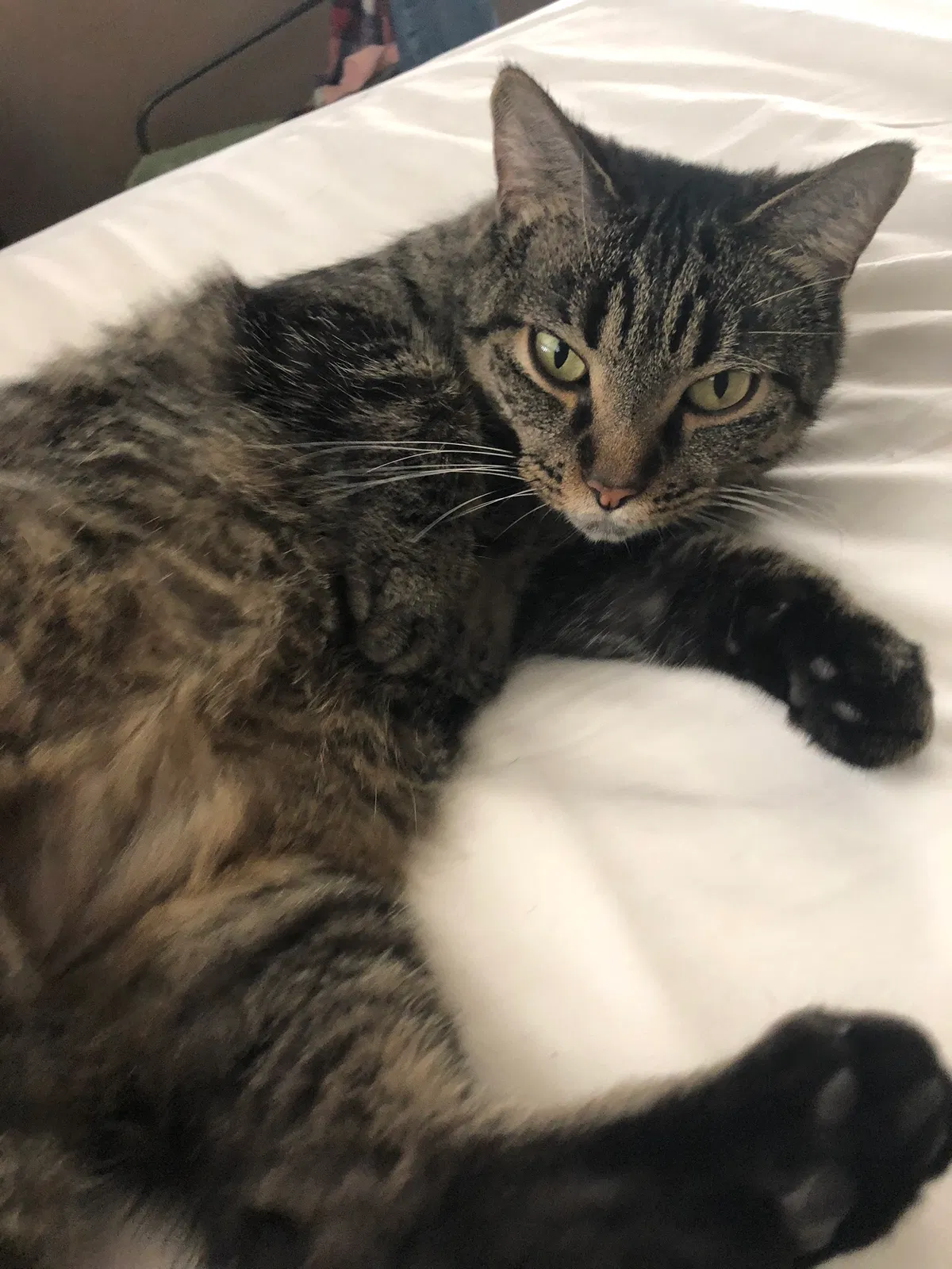 Lost cat in Bloomington, IN, 47408