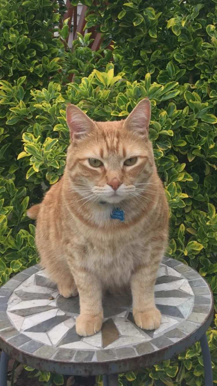 Lost cat in Gwynn Oak, MD, 21207