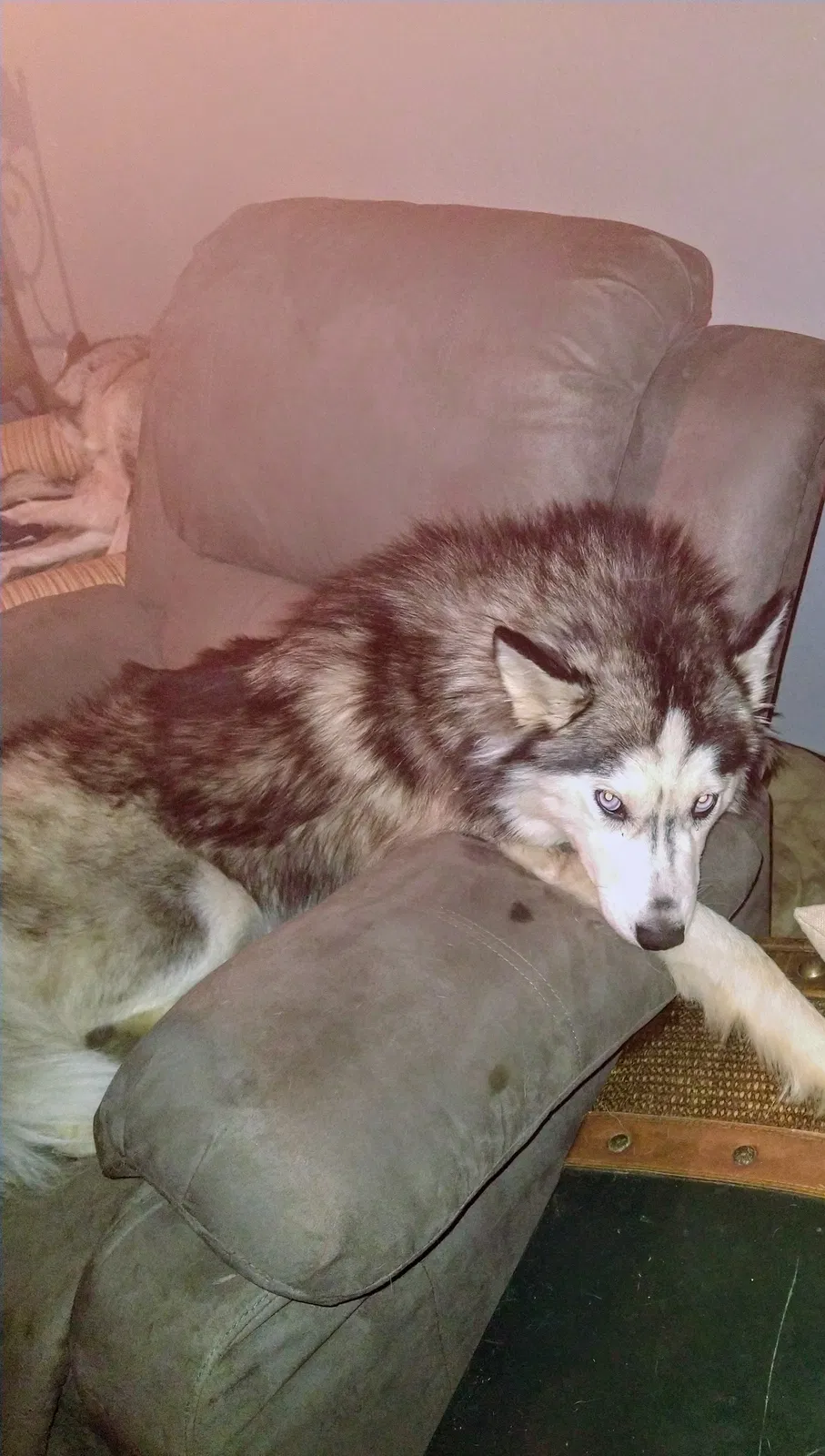 Lost dog in Tulsa, OK, 74107