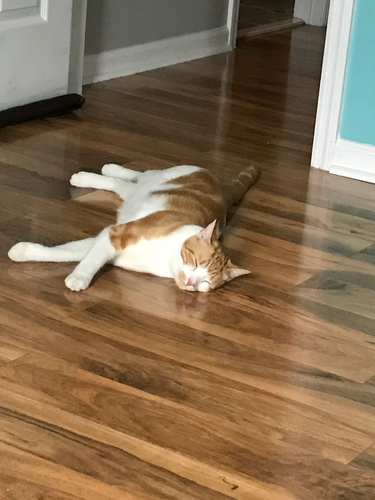 Lost cat in Summerville, SC, 29485