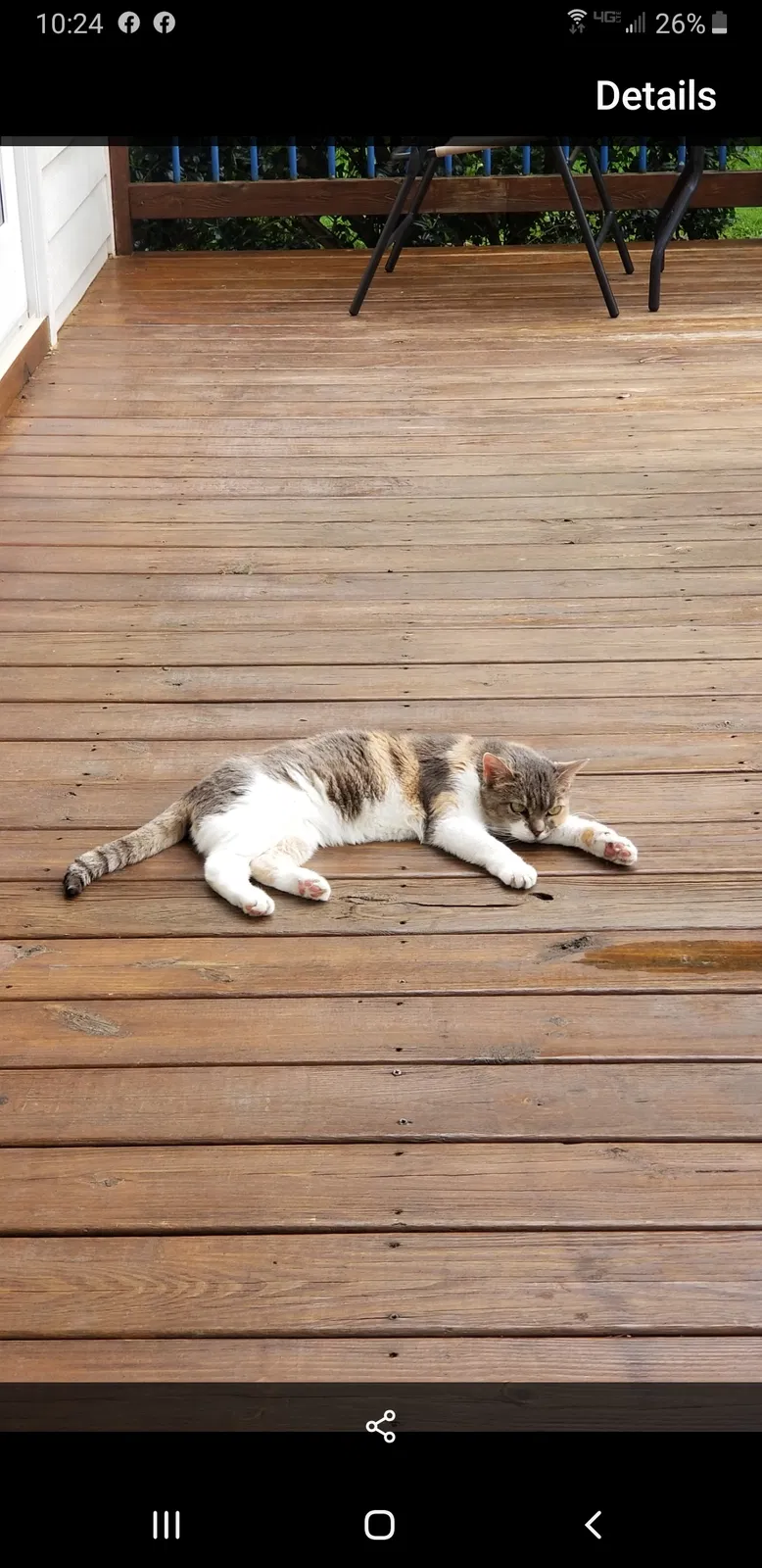 Lost cat in Nellysford, VA, 22958