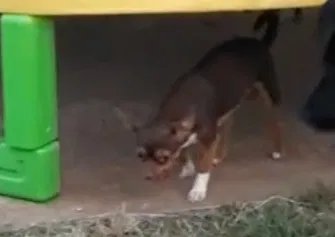 Lost dog in Lawton, OK, 73505