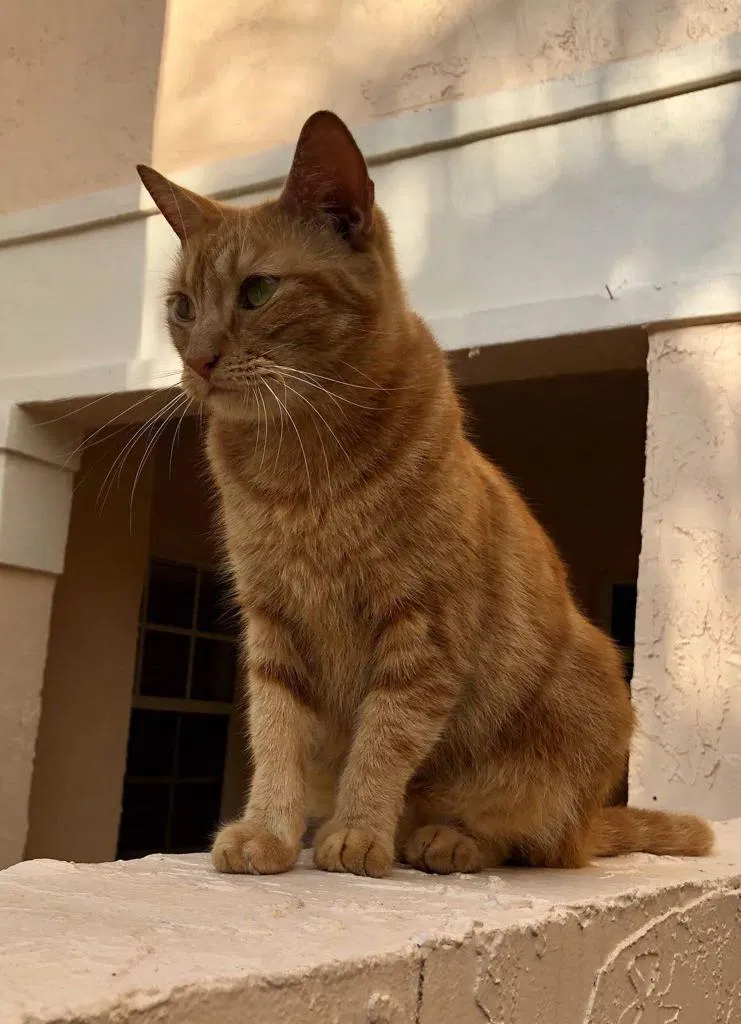 Lost cat in Miami, FL, 33189