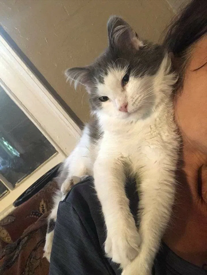Lost cat in Stuyvesant, NY, 12173