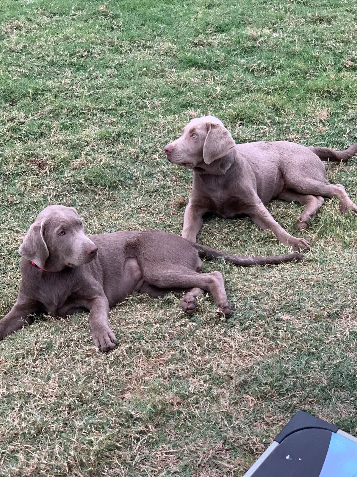 Lost dog in Unknown, TX, 0