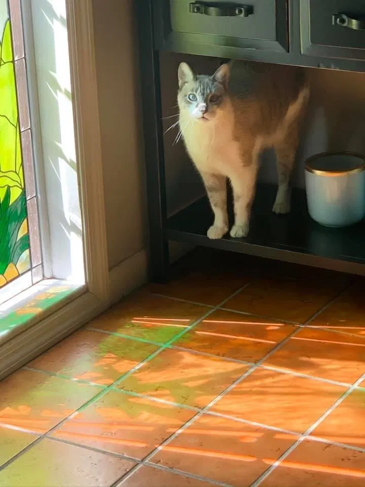 Lost cat in Avon Park, FL, 33825