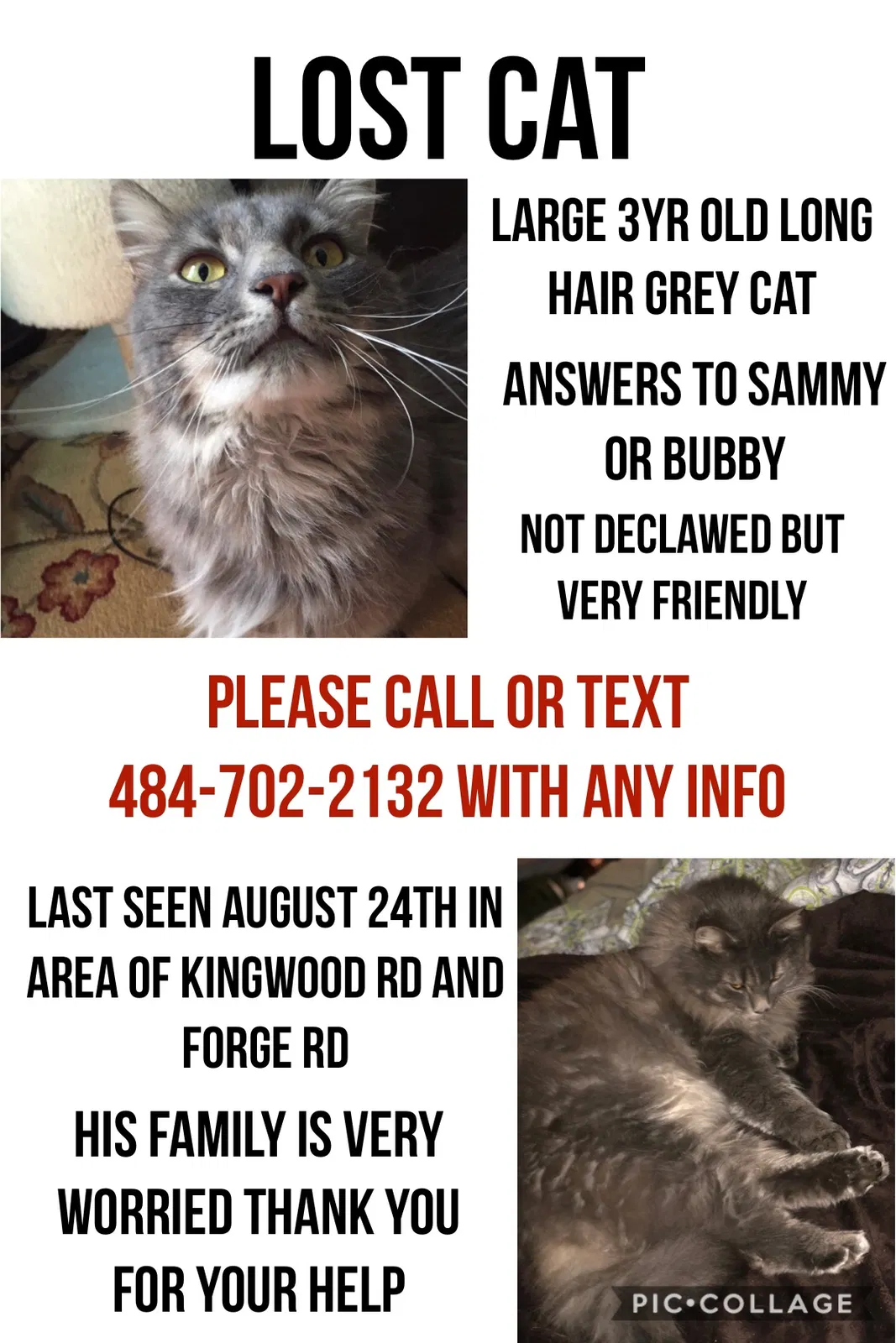 Lost cat in King Of Prussia, PA, 19406