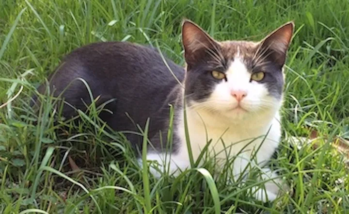 Lost cat in Los Angeles, CA, 90046