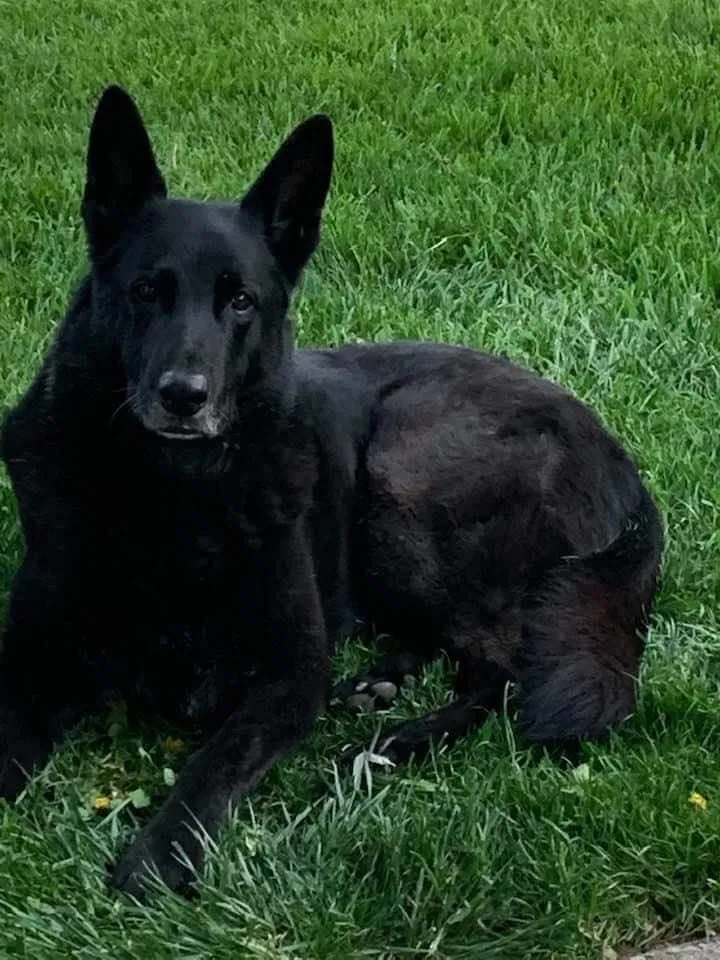 Lost dog in Troutdale, OR, 97060