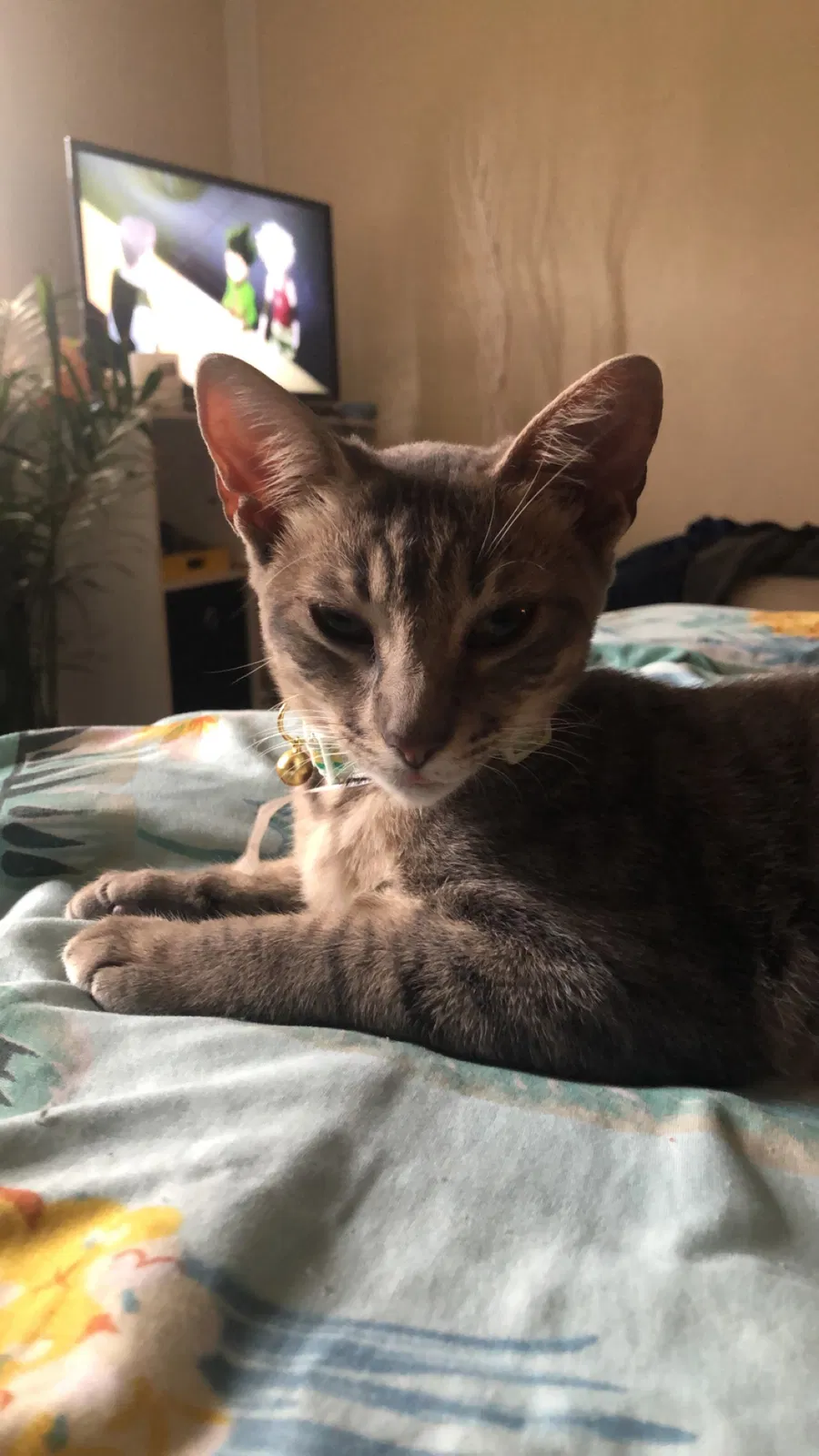 Lost cat in Tampa, FL, 33612