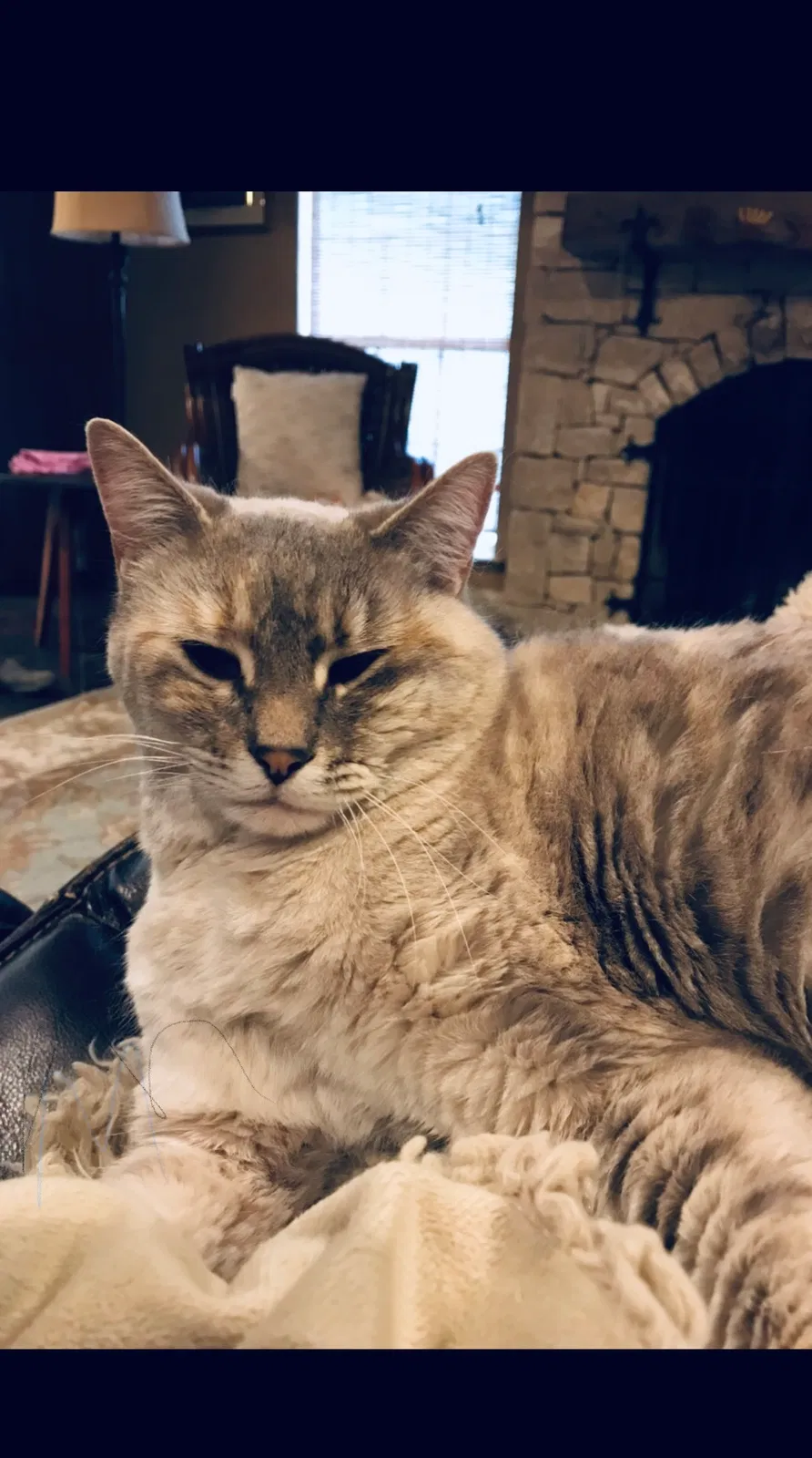 Lost cat in Azle, TX, 76020