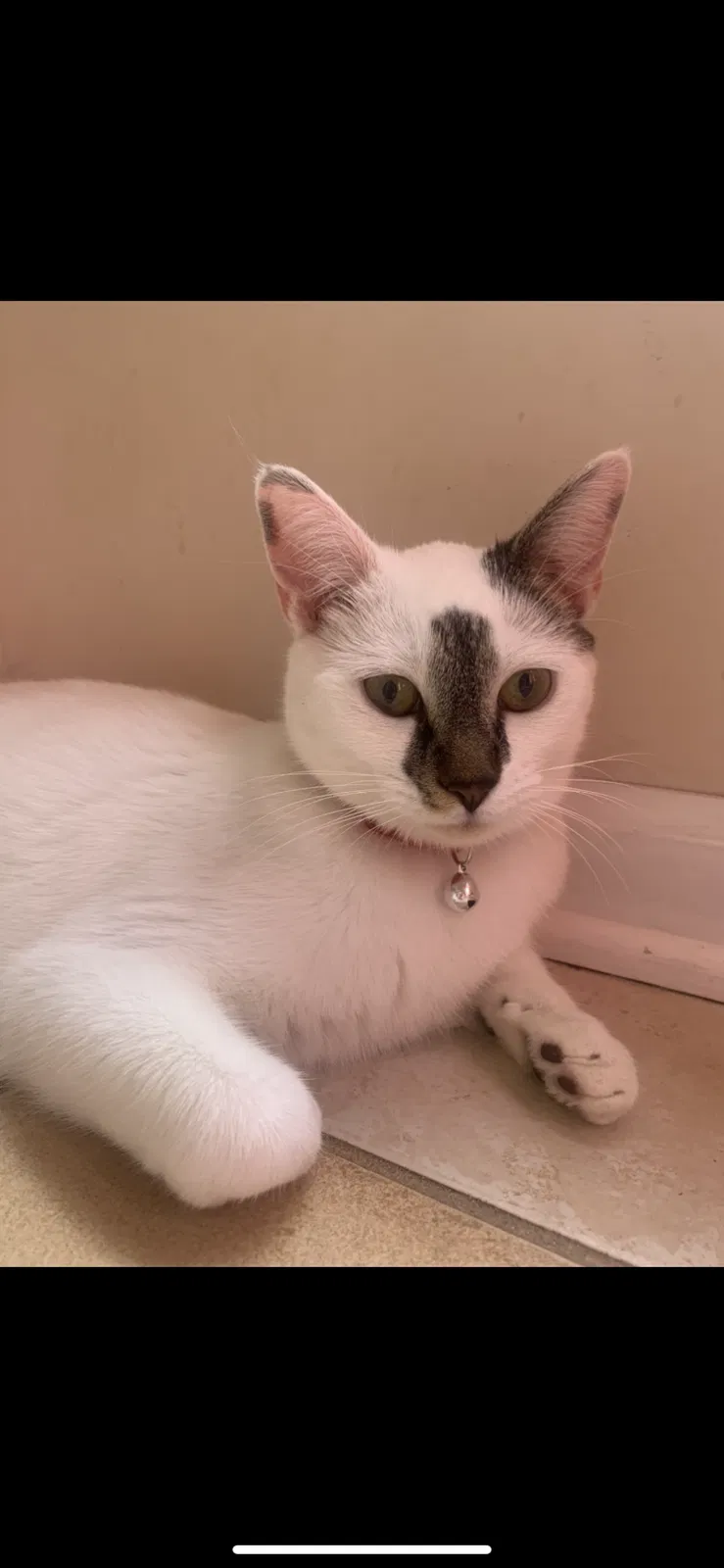 Lost cat in Utica, MI, 48316