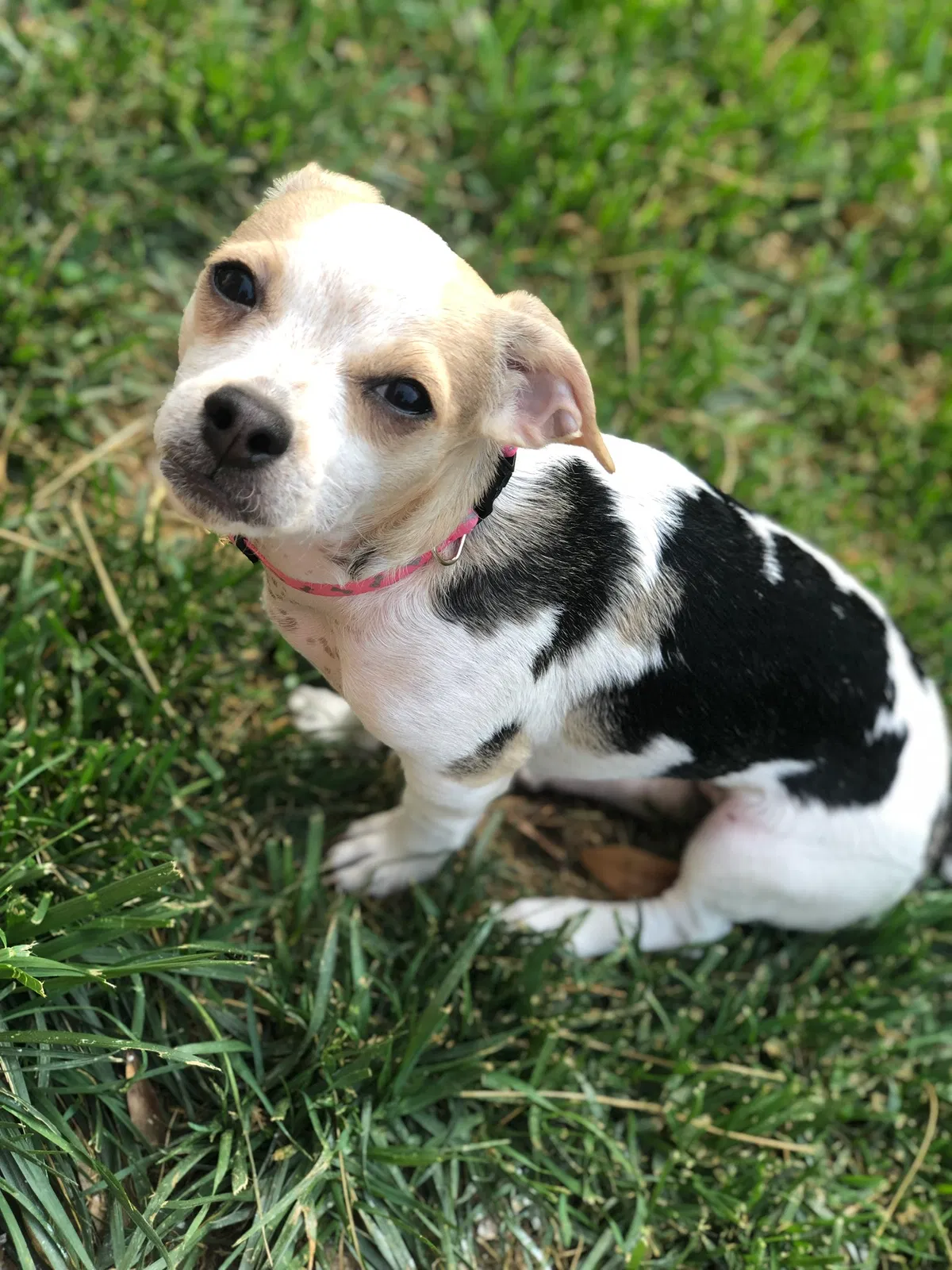 Lost dog in Estill Springs, TN, 37330