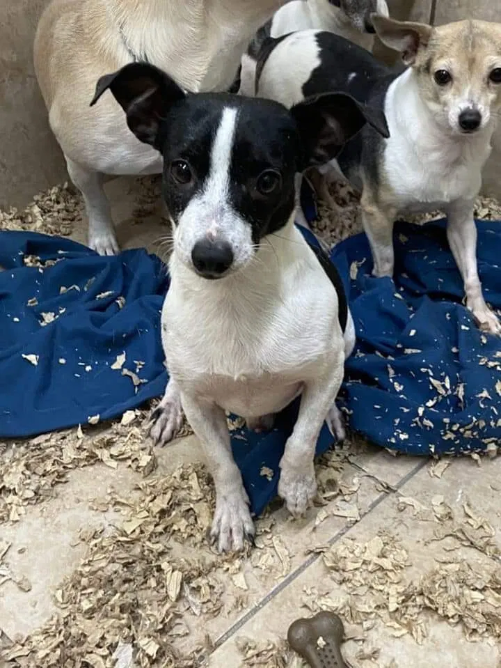 Lost dog in Merchantville, NJ, 8109