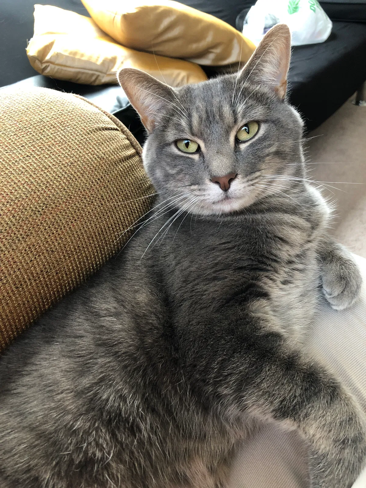 Lost cat in Huntersville, NC, 28078