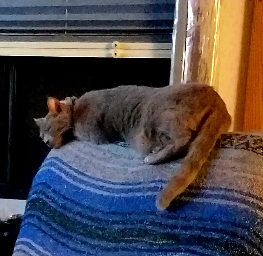Lost cat in Glen Allen, VA, 23060