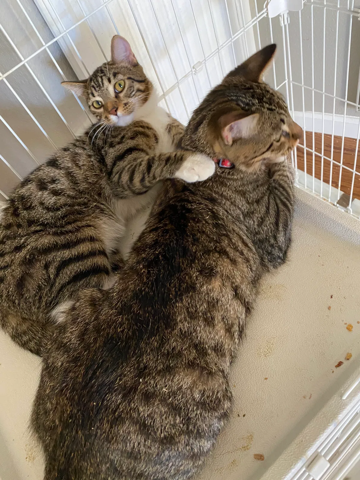 Lost cat in Glendale, AZ, 85306