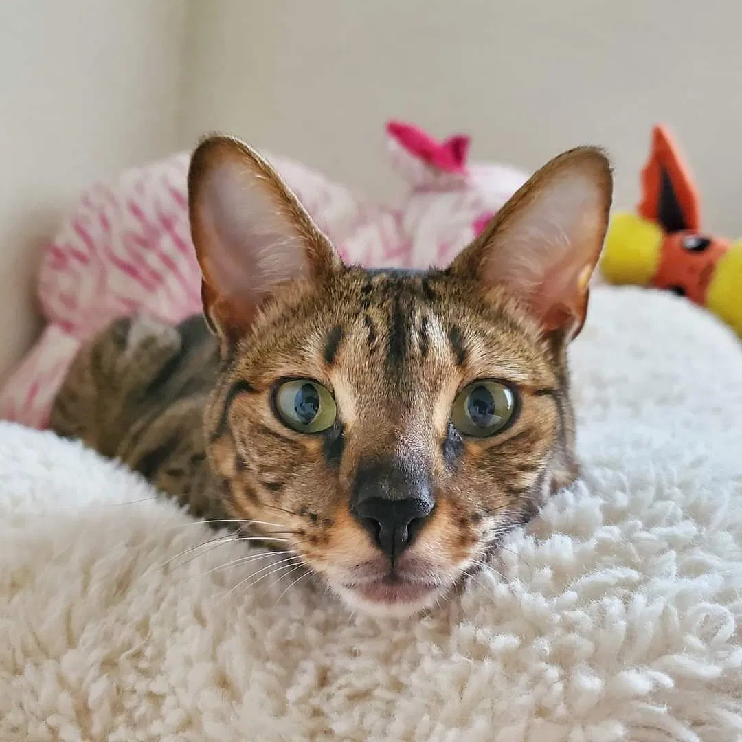 Lost cat in Collinsville, OK, 74021