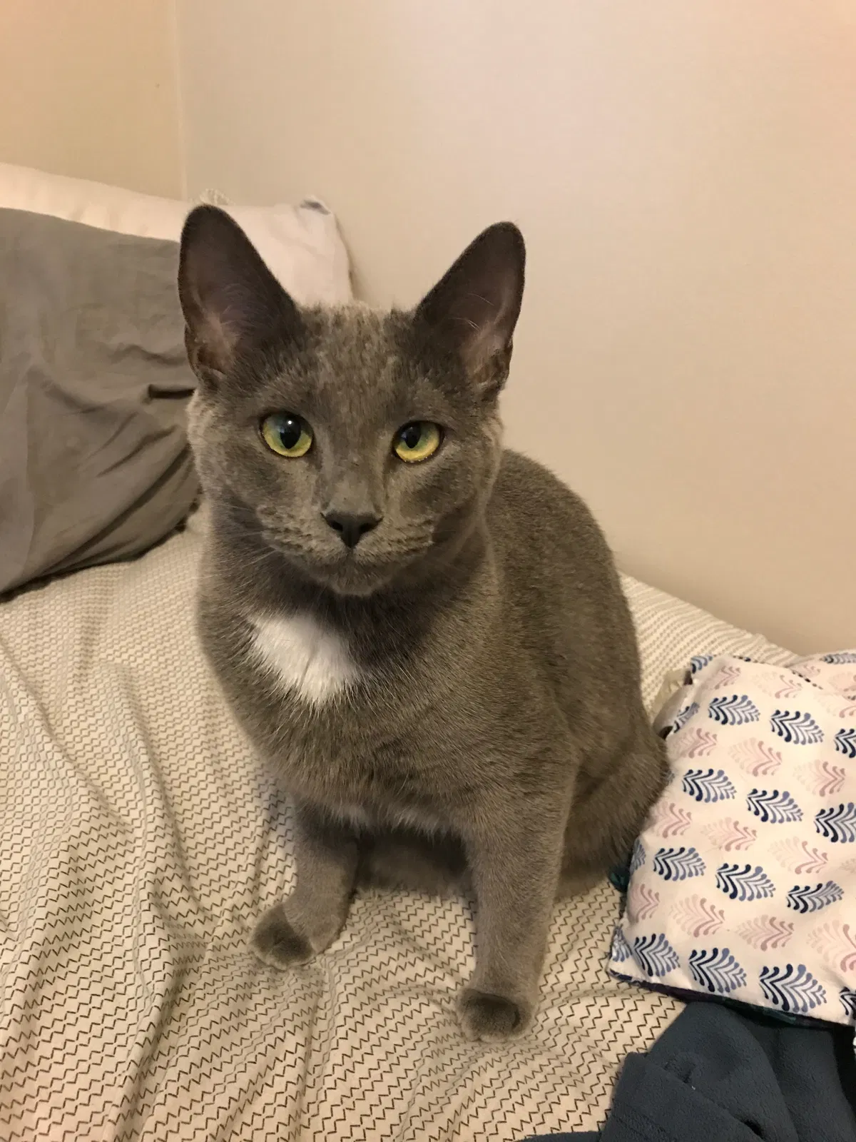 Lost cat in Minneapolis, MN, 55416