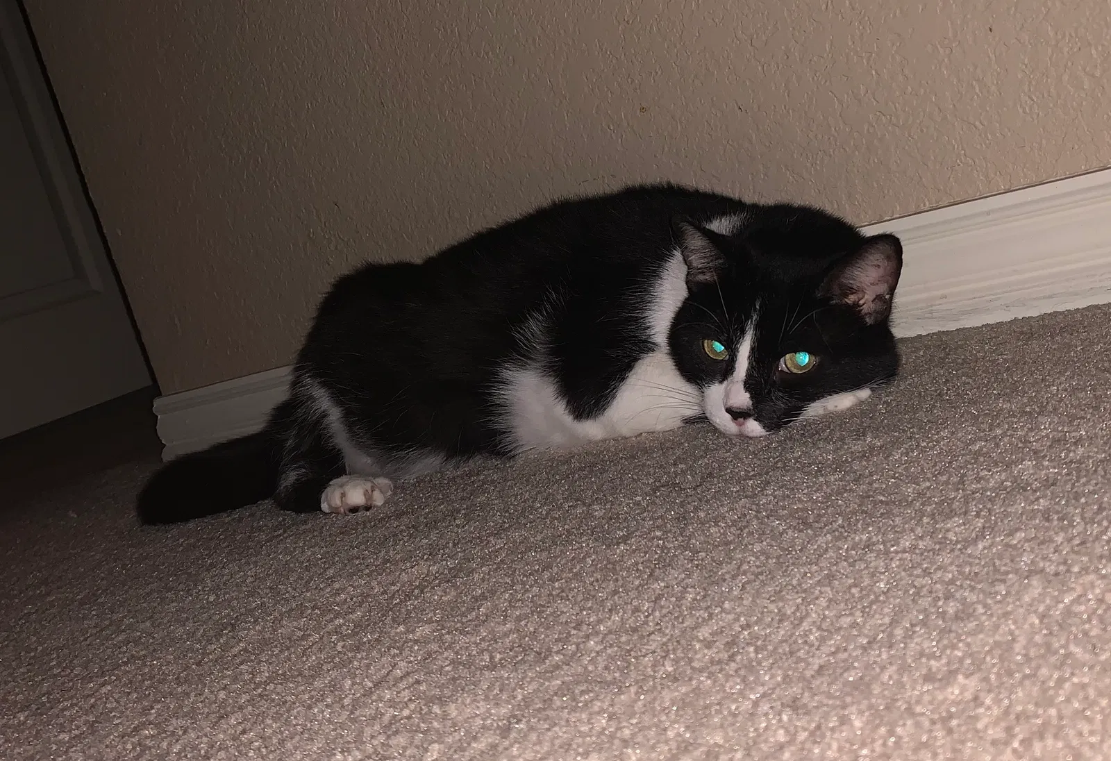 Lost cat in Haslet, TX, 76052