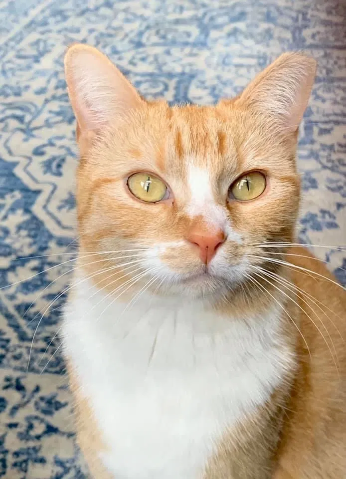 Lost cat in Herriman, UT, 84096