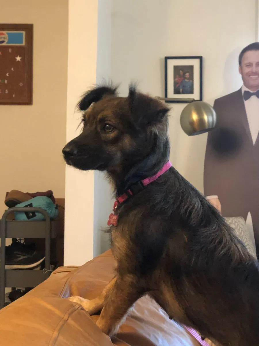 Lost dog in Los Angeles, CA, 90026