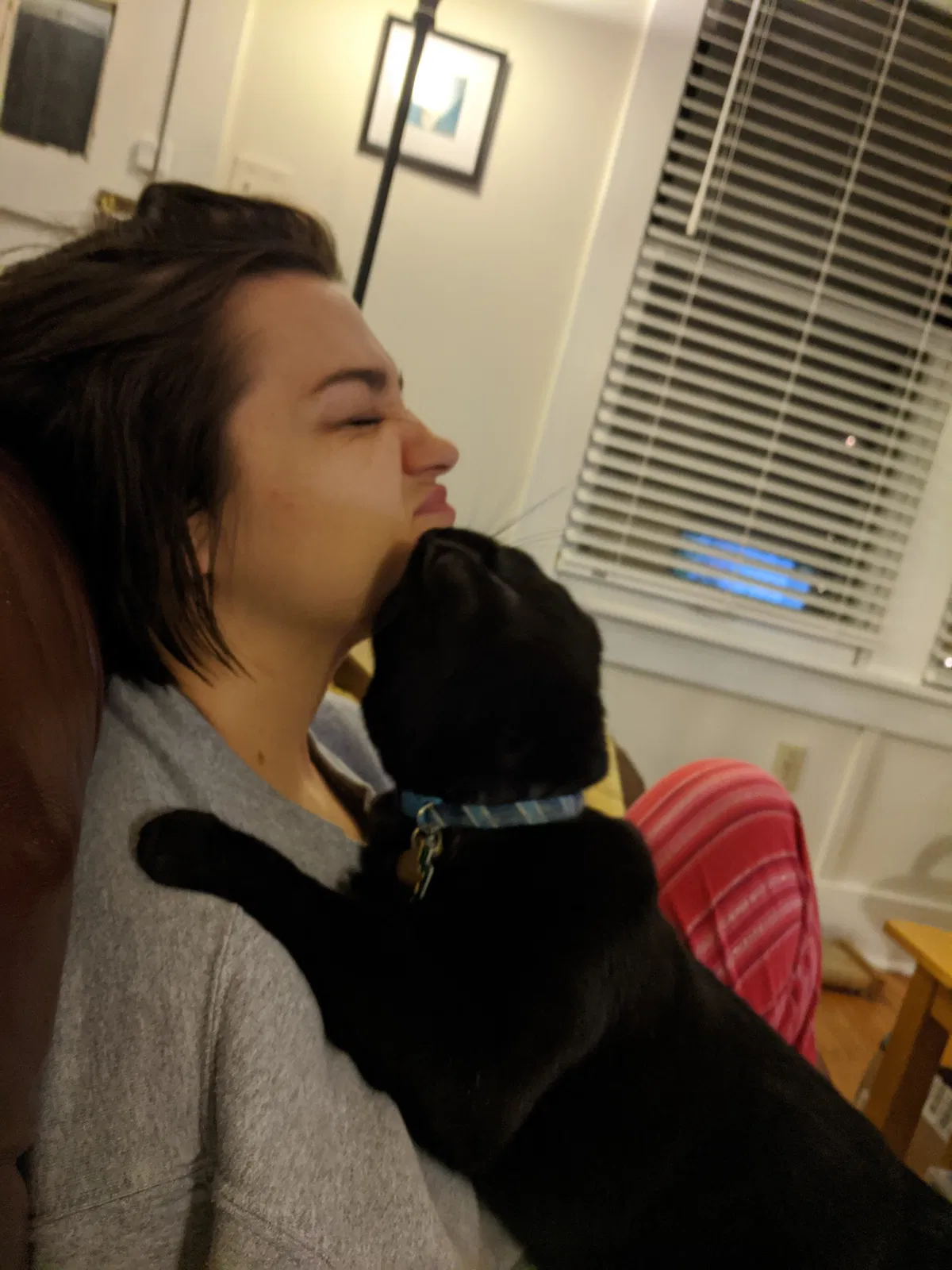 Lost cat in Memphis, TN, 38104