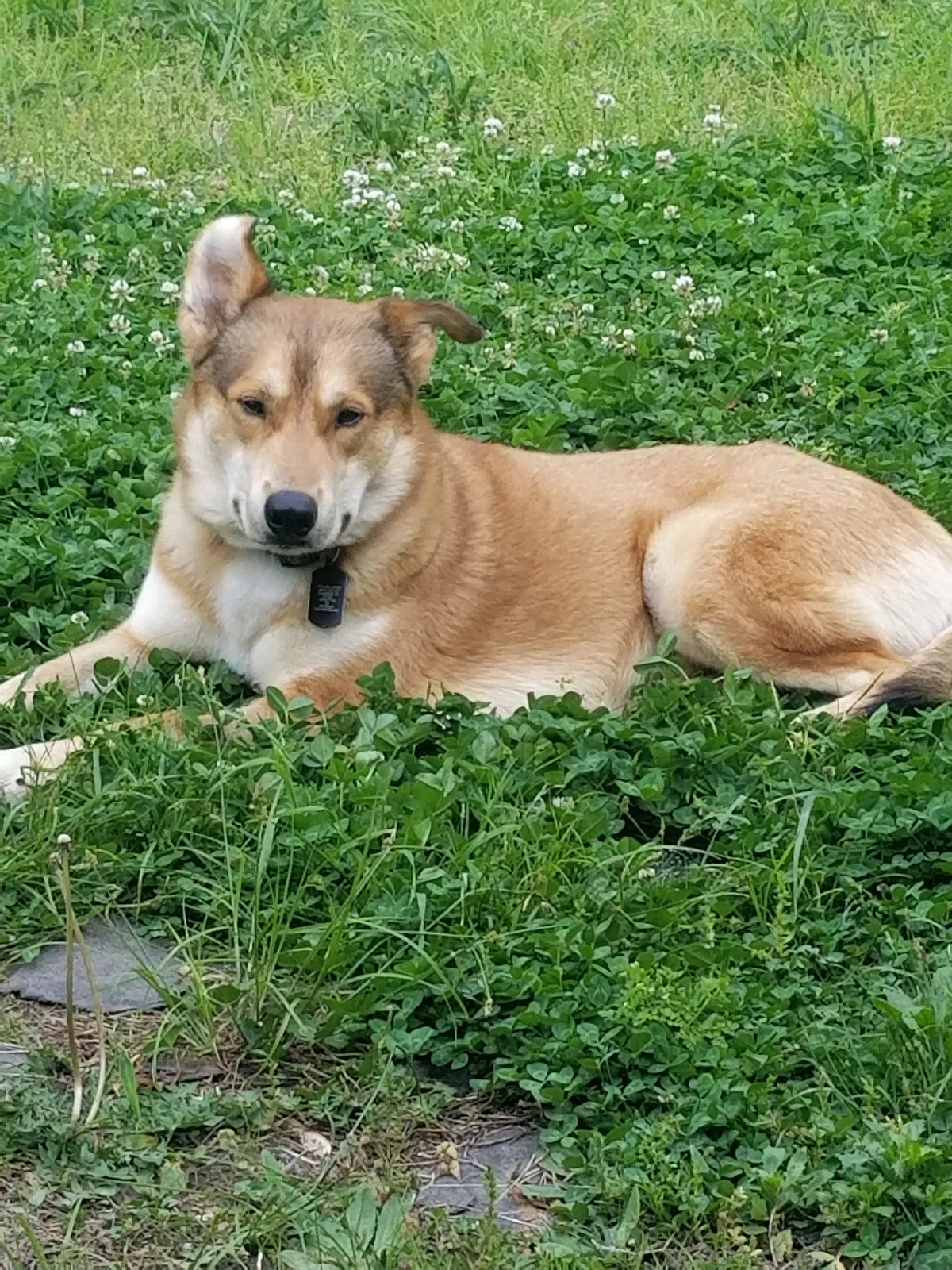 Lost dog in Talala, OK, 74080