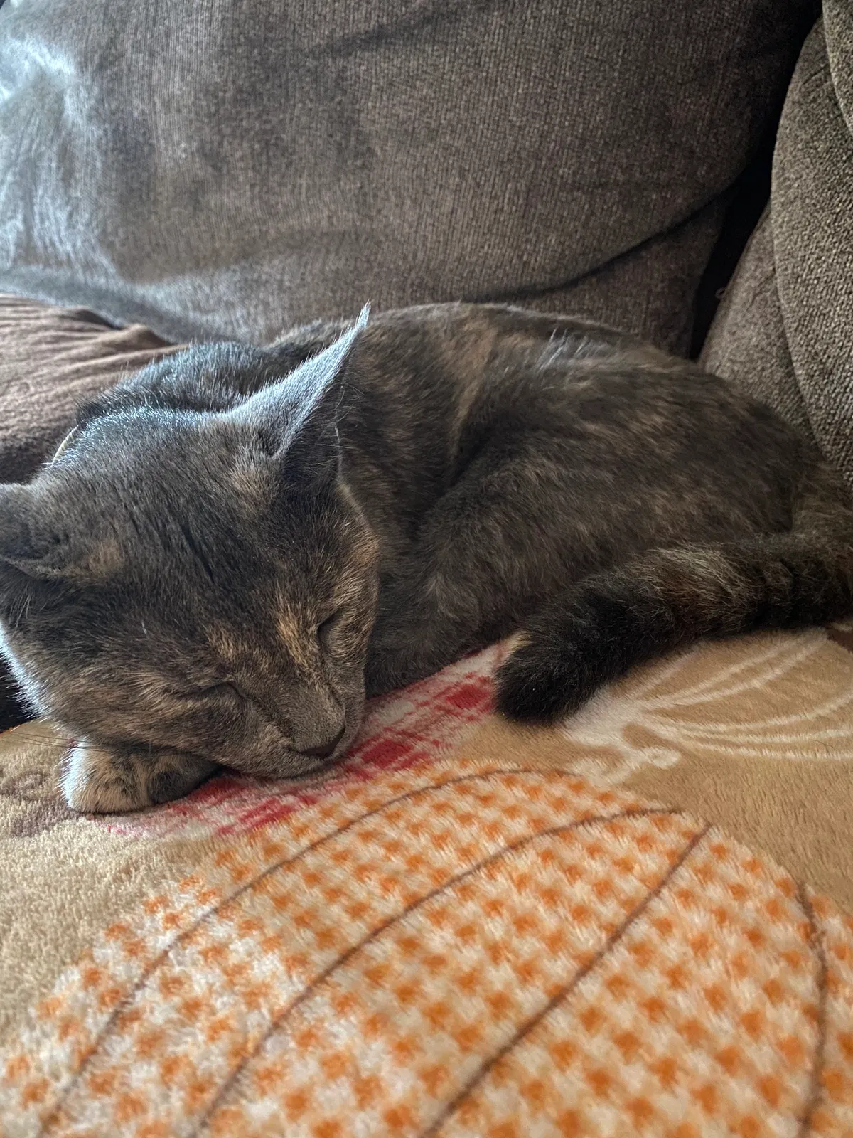 Found cat in Philadelphia, PA, 19149