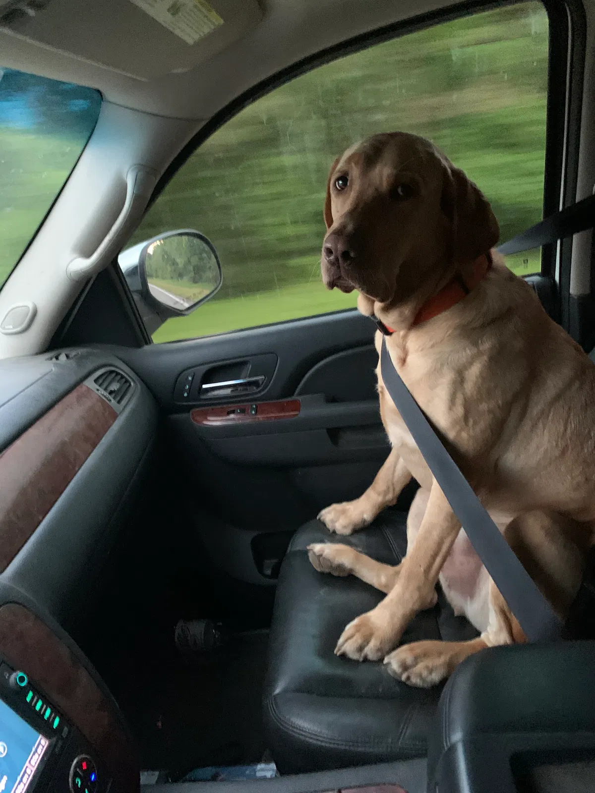 Lost dog in Clayton, OK, 74536